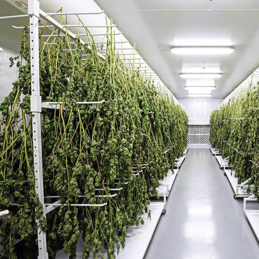 https://cannamedpanama.com/wp-content/uploads/2021/02/cannabis-curing-and-drying-room.jpg